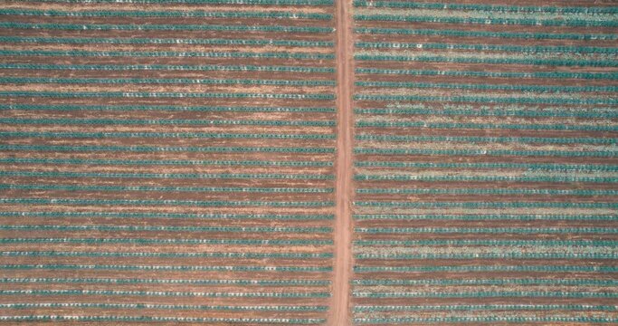 Blue agave plantation in the field to make tequila aerial view