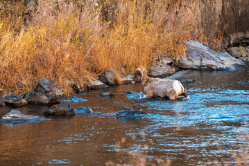 Bighorn Sheep crossing the river