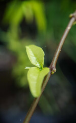 Title: June 21, 2022. macro shot of plants and insects in the tropics, and various flowers and dewy leaf details