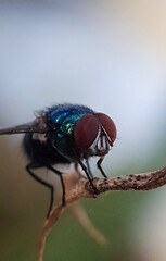 Title: June 21, 2022. macro shot of plants and insects in the tropics, and various flowers and dewy leaf details