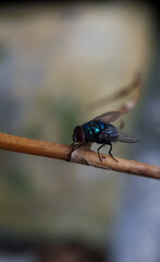 Title: June 21, 2022. macro shot of plants and insects in the tropics, and various flowers and dewy leaf details