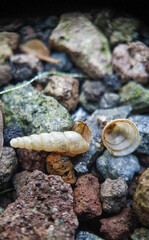 Title: June 21, 2022. macro shot of plants and insects in the tropics, and various flowers and dewy leaf details