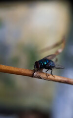 Title: June 21, 2022. macro shot of plants and insects in the tropics, and various flowers and dewy leaf details