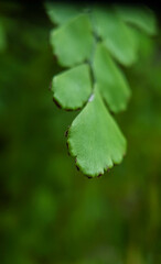 Title: June 21, 2022. macro shot of plants and insects in the tropics, and various flowers and dewy leaf details