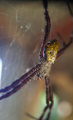 Title: June 21, 2022. macro shot of plants and insects in the tropics, and various flowers and dewy leaf details