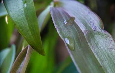 Obraz premium Title: June 21, 2022. macro shot of plants and insects in the tropics, and various flowers and dewy leaf details