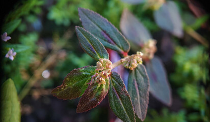 June 21, 2022. macro shot of plants and insects in the tropics, and various flowers and dewy leaf details