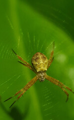 June 21, 2022. macro shot of plants and insects in the tropics, and various flowers and dewy leaf details