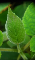 June 21, 2022. macro shot of plants and insects in the tropics, and various flowers and dewy leaf details