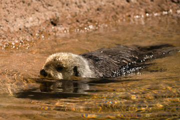 A sea otter swimming on the surface of a pool on a sunny day at the Point Defiance Zoo and Aquarium...