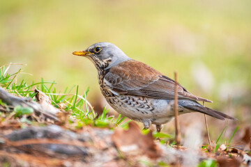 Fieldfare, Turdus pilaris, on a sprng lawn.