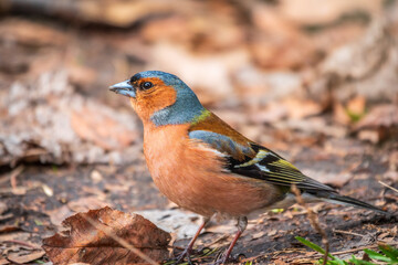 Common chaffinch, Fringilla coelebs, sits on the ground in spring. Common chaffinch in wildlife.
