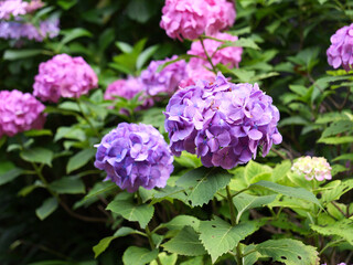 Pink  Purple Flowers