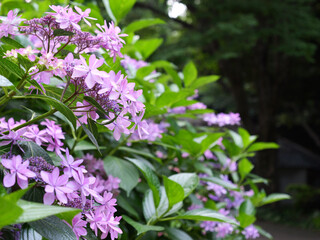 Pink  Purple Flowers