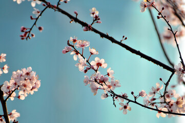 branch of a cherry tree	