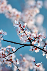 branch of a cherry tree	