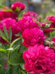 Red peonies in rhe garden