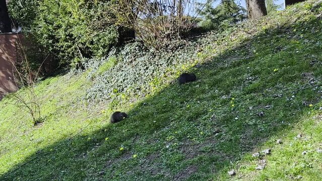 Two nutrias or coypus eat green grass in city residential public park area, low angle ground surface pov