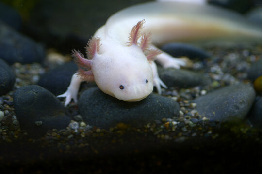 メキシコサンショウウオ Images Browse 215 Stock Photos Vectors And Video Adobe Stock