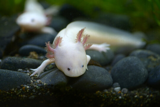 メキシコサンショウウオ Images Browse 215 Stock Photos Vectors And Video Adobe Stock