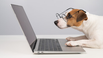 Portrait of dog jack russell terrier in glasses at work on a laptop. 