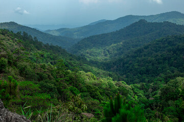 Naklejka premium View of forest at the mountains