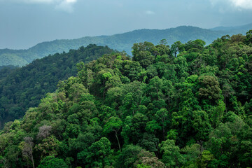 Fototapeta na wymiar View of forest at the mountains