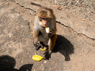 Toque macaque monkey sits on the ground and eats fruit. Ella, Sri Lanka