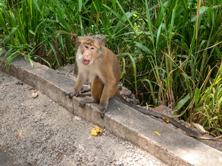 Toque macaque monkey sits on the ground. Ella, Sri Lanka