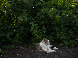 Naklejka na ściany i meble The cat lies in the shade of tall bushes. The cat is resting on the street.