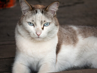 Obraz premium Cat close-up. Portrait of a cat.