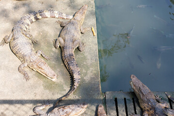 Freshwater crocodile raised for economic purposes