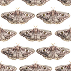 Seamless pattern watercolor grey moth with eyes on wings or night butterfly isolated on white background. Peacock eye. Insect with ornament for boho or hippie style. Art for wrapping sketchbook - obrazy, fototapety, plakaty