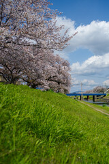 緑のじゅうたんと桜並木
