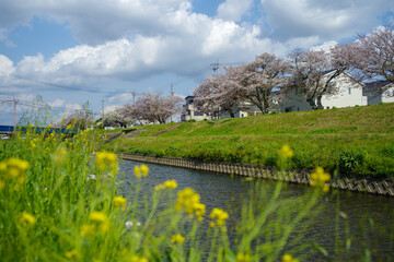 河川敷の黄色い花と桜