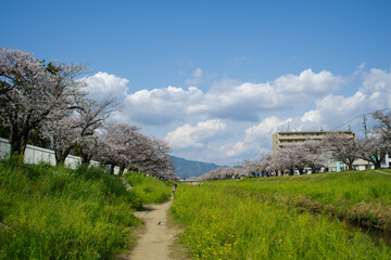 河川敷の桜並木