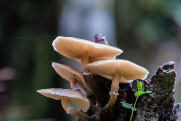 Creamy white fungi growing from old tree stump on forest floor.