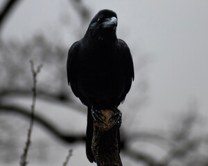 crow on a branch