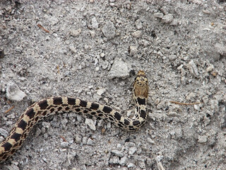 Bull snake in Yellowstone national park