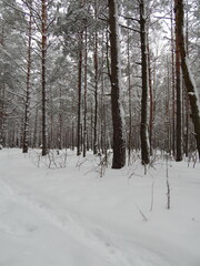 the winter forest was covered with snow.
