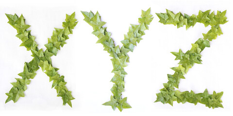 X Y and Z letters from decorative ivy on a white background. Letters X, Y and letter Z from ivy leaves. Leaves alphabet. Font from leaves isolated on white background