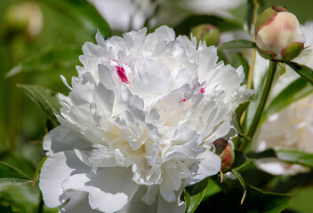 White peony. Variety Festiva Maxima.
 This is one of the most common white terry varieties that has not degenerated for more than 100 years. The flower is white, fragrant. It has red smears on the cen - obrazy, fototapety, plakaty