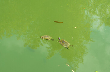 Two turtles swim in a fish pond. Green water. Summer. View from above