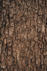 embossed texture background of brown bark