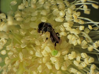 close-up of stingless trigona bee on flowers