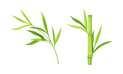 Fototapeta na wymiar Bamboo stems with leaves. Green decoration elements vector illustration