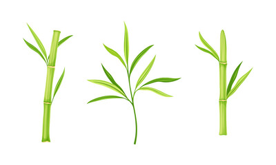Bamboo sticks and leaves of tree set. Eco fresh green decor elements vector illustration