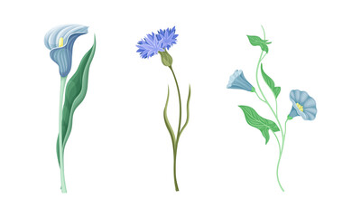Delicate blue wild flowers set. Beautiful summer meadow flowering plants vector illustration