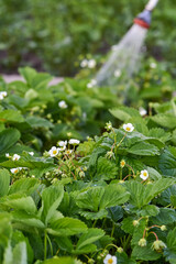 Watering strawberry plantations, dry season in summer.