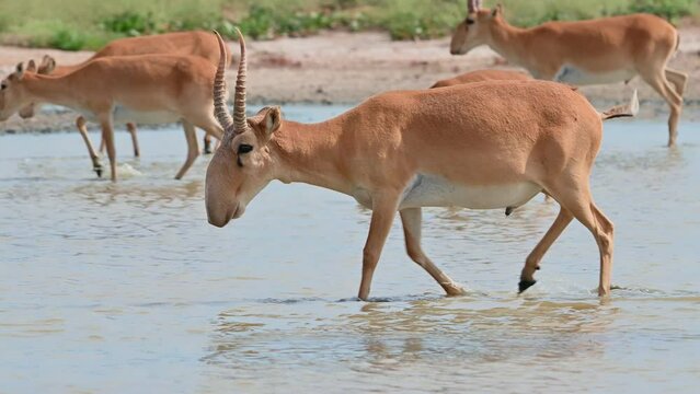 Wild saiga antelope or Saiga tatarica drinks in steppe. 4K